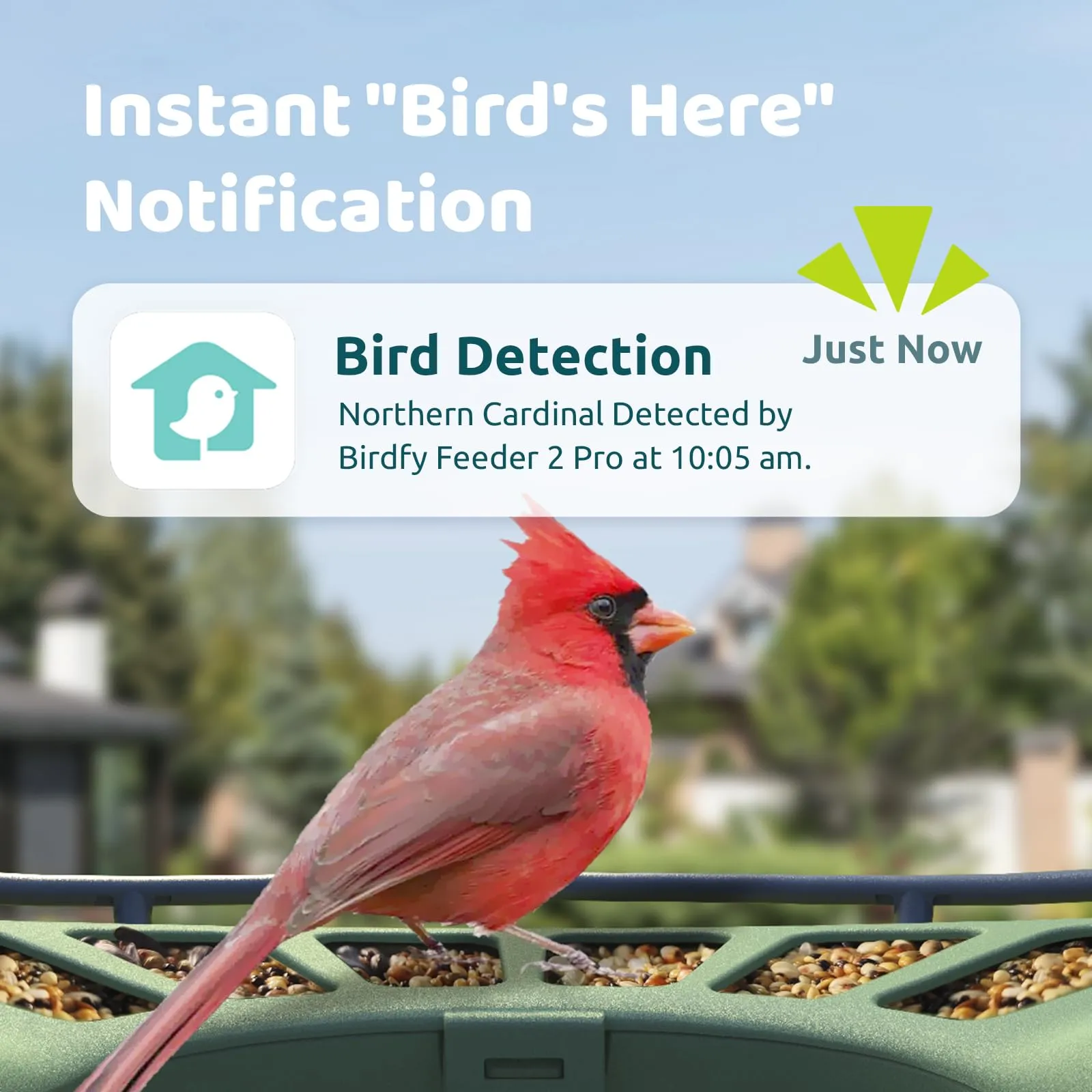 Birdfy 2 Smart Bird Feeder with Camera, Dual-Lens, Solar-Powered, Wireless Birdwatching, Permanent AI Identify 6000  Bird Species & Motion Detection, Gift Present